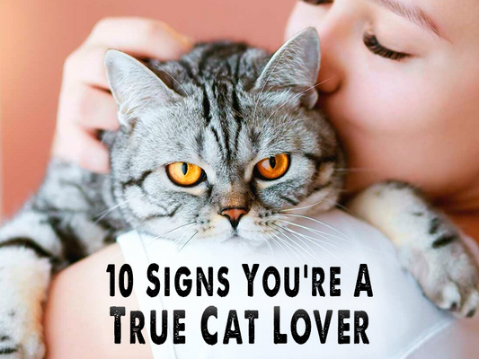 10 Signs You're a True Cat Lover